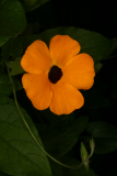 Thunbergia alata 'Orange Beauty' RCP8-10 115.jpg